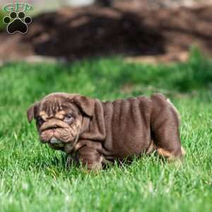 Chanel Cocoa, English Bulldog Puppy
